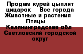 Продам курей цыплят,цицарок. - Все города Животные и растения » Птицы   . Калининградская обл.,Светловский городской округ 